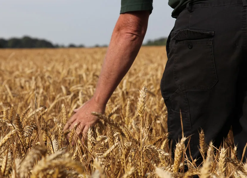 A Lancashire farmer walking through fields of golden wheat — the heart of Taylors Farm Shop's field-to-fork ethos